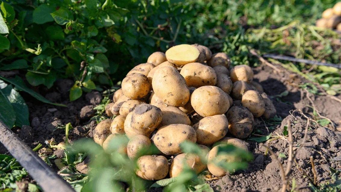 Новый уровень защиты картофеля